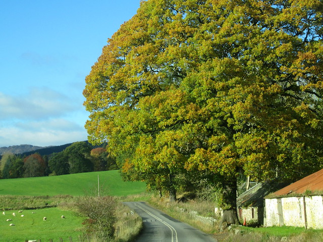 autumn trees 19