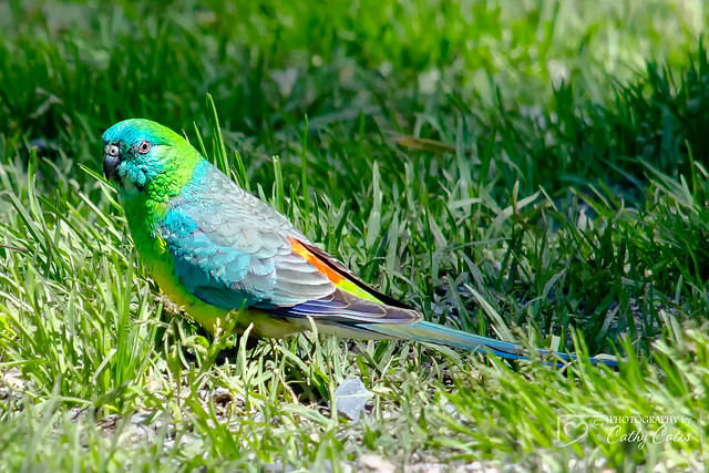 Red-Rumped Parrot