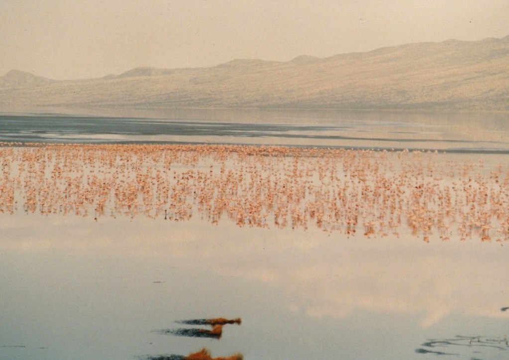 Birds Turned Into Statues At Lake Natron