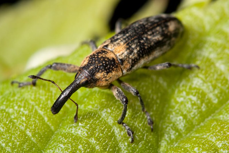 weevil-bug-insect-lixus-scrobicollis-45236