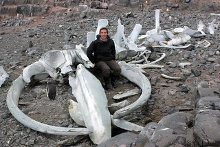 South Georgia - Whaling Station whale bones (by Stewart McPherson2