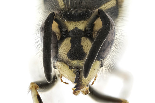 クロスズメバチ　Vespula flaviceps Smith, 1858-3-3