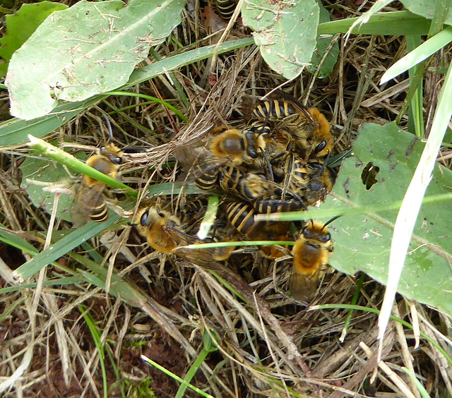 Mating ball of ivy bees
