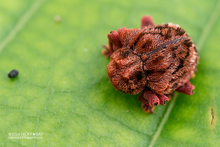 Leaf beetle (Aulacolepis decorata) - DSC_2931