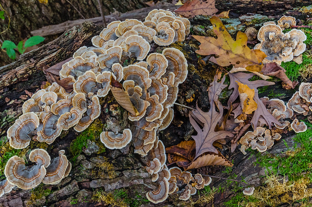Fungus Party