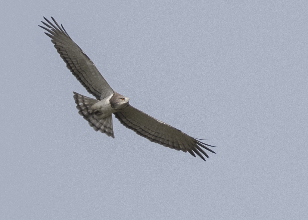 Beaudouin's Snake Eagle   The Gambia 2016
