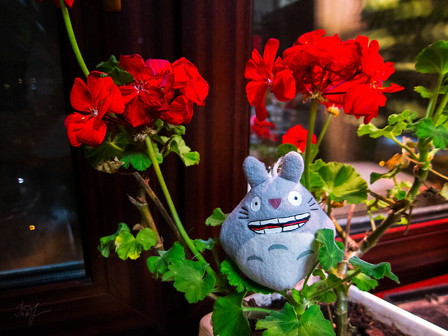 Day #310: totoro can always find flowers in any place at any weather
