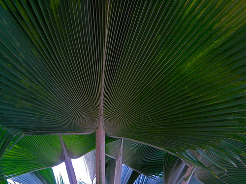 Fan Palm Abstract from Puerto Vallarta, Mexico
