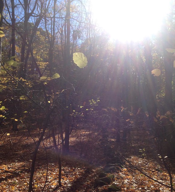 Falling leaves and sunshine