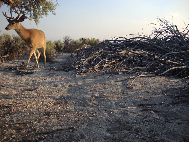 mule deer