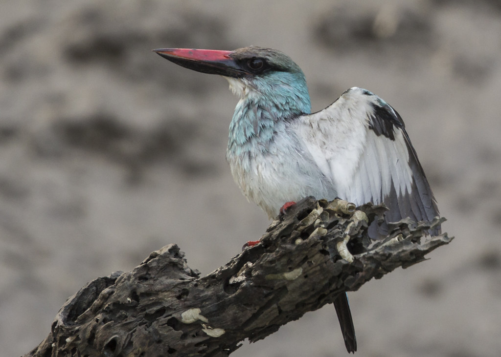 Blue-breasted Kingfisher   Gambia 2016