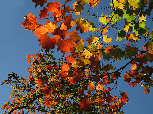 Maple leaves putting on their autumn colours in Queen Elizabeth Park, Vancouver