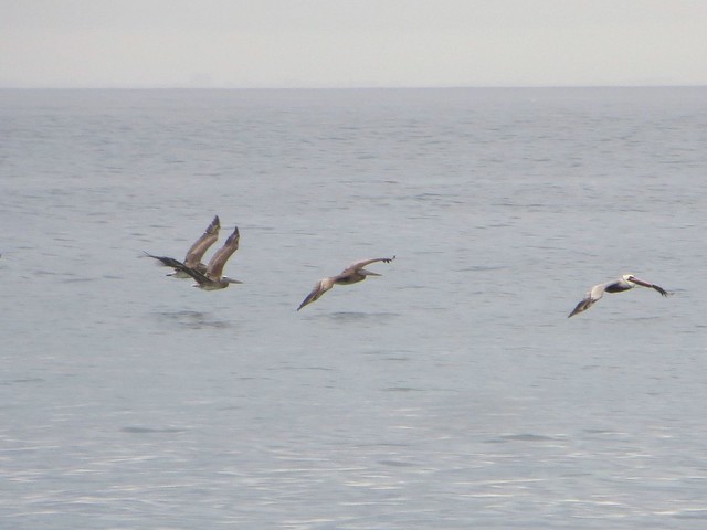 pelicans head north