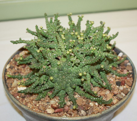 Euphorbia_GH211_hybrid