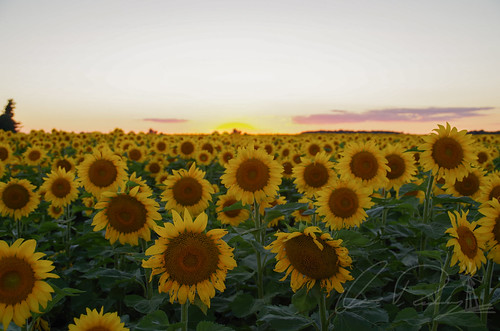 Sunset Sunflowers