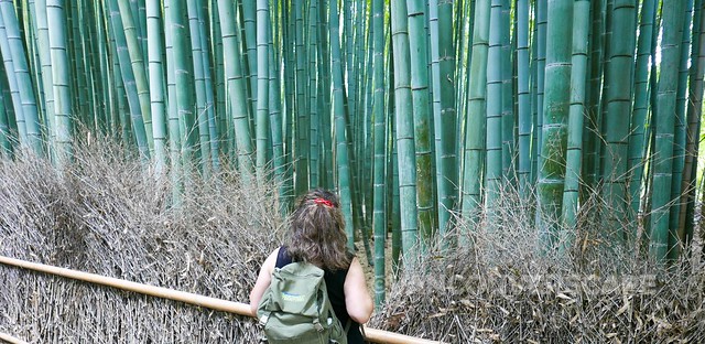Bamboo grove, Kyoto
