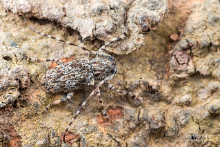 Longhorn beetle (Mesosini) - DSC_5608