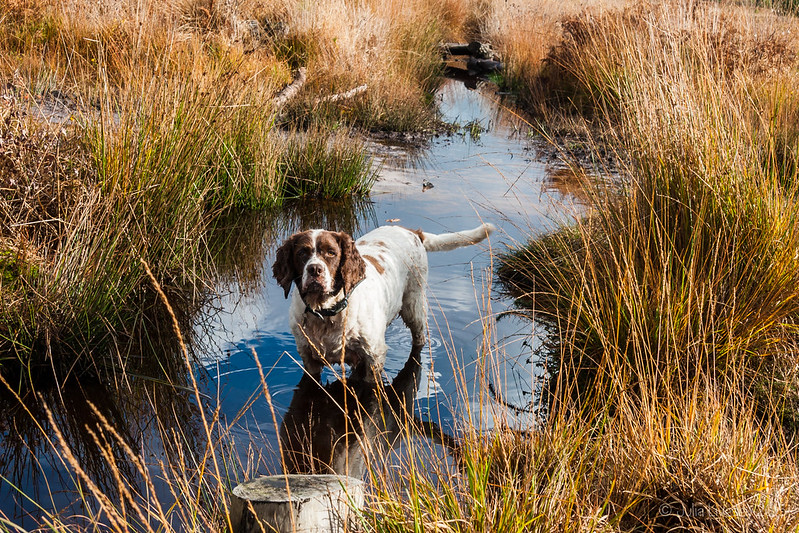 Max in the stream