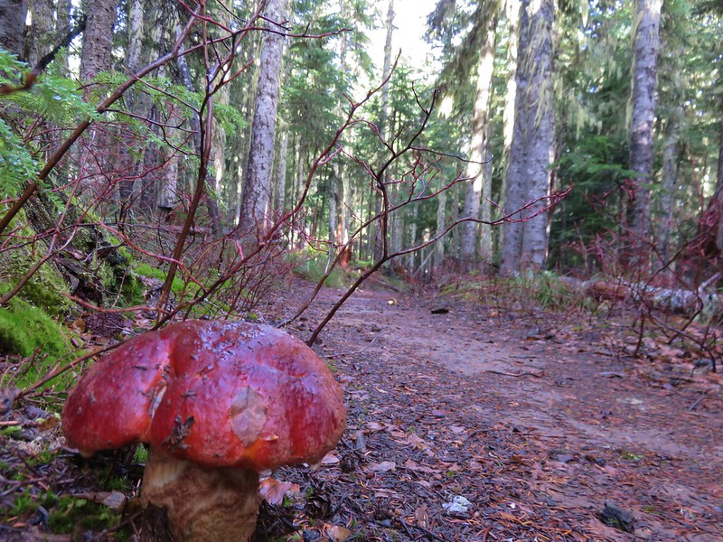 Mushroom along the Pacific Crest Trail