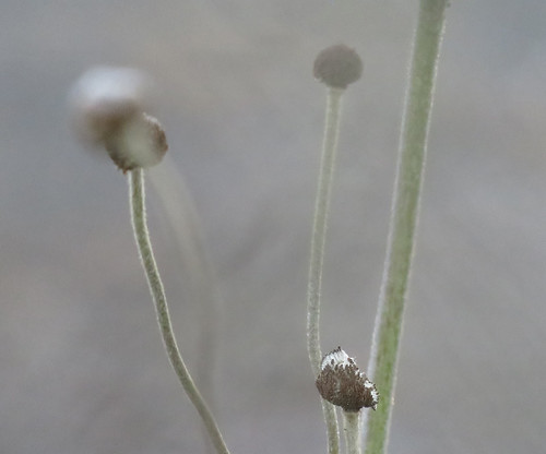 Frost on an anemone plant in a 'Depth of Field' experiment