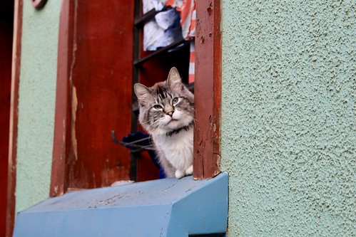 El gato de calle Atahualpa