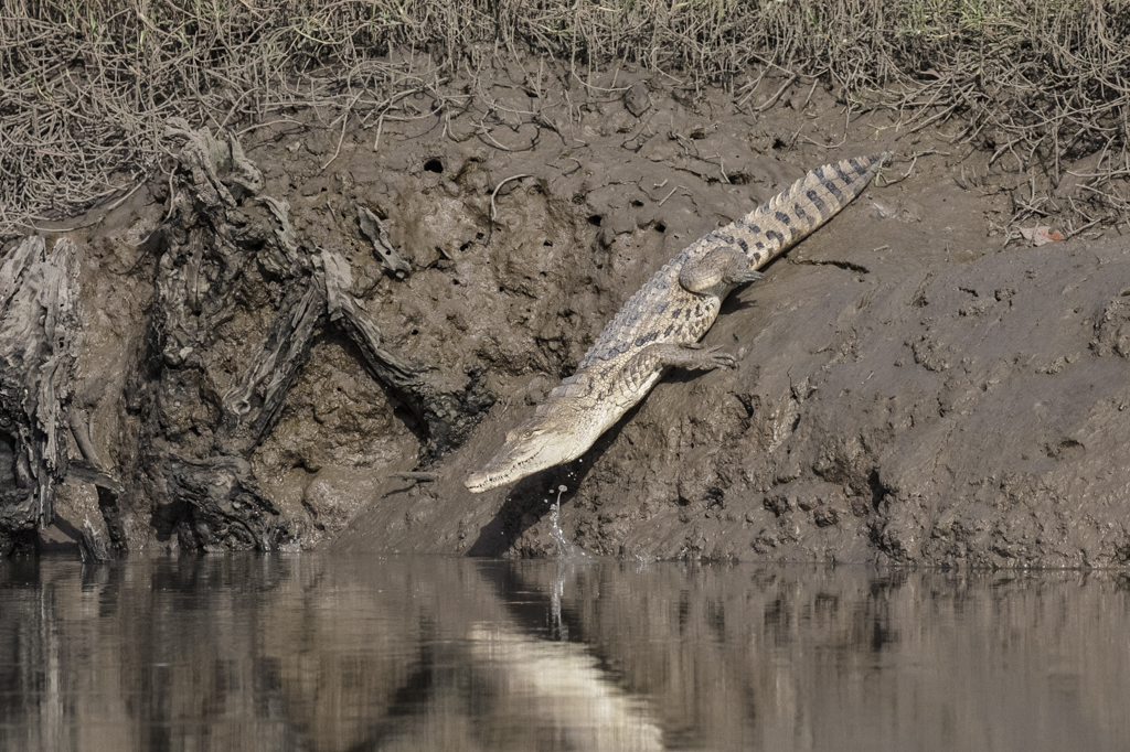 West African Crocodile    Gambia 2016