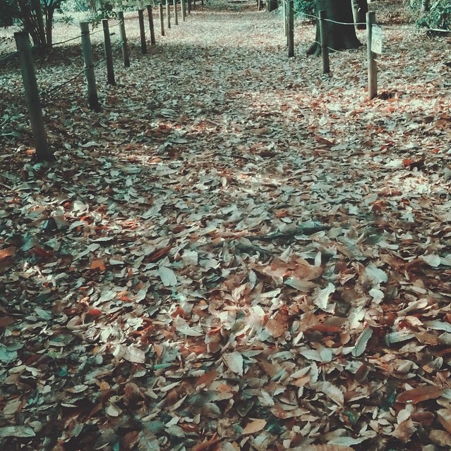 Dry leaves covered pathway