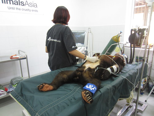 Veterinary Surgeon Weng Yan Ng doing ultrasound scan for Kaffe 1