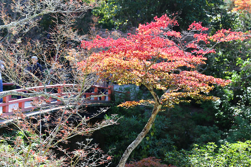 Koyo Autumn Maple Leaves on Miyajima Island
