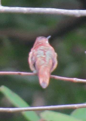 Rufous Hummingbird in Downer's Grove, IL 03