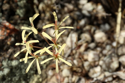 Pelargonium pallidoflavum