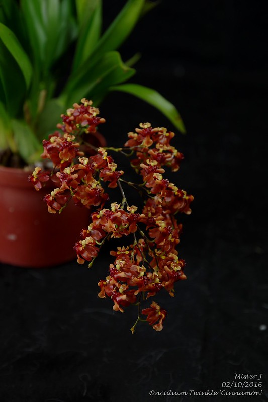 Oncidium Twinkle 'Cinnamon' 29766637530_06bf637b93_c