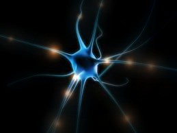 neuron