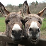 Call for volunteers at the world’s largest Donkey Sanctuary