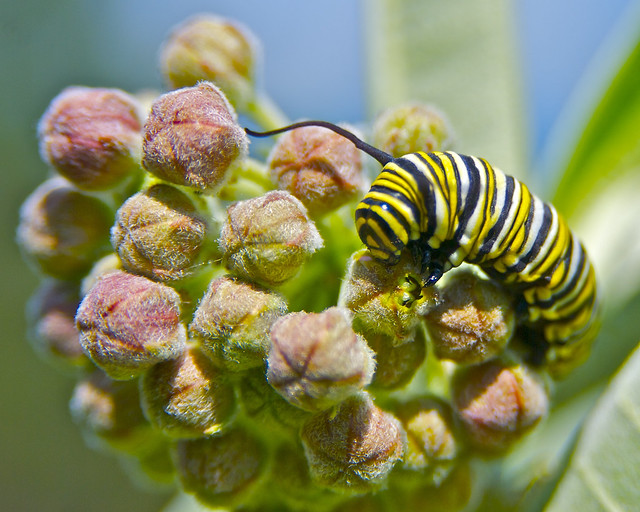 Monarch Caterpillar feeding on Milkweed