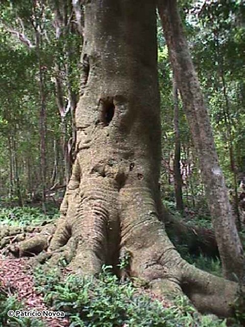 Base de tronco de Fagara mayu  (Zanthoxylum mayu)