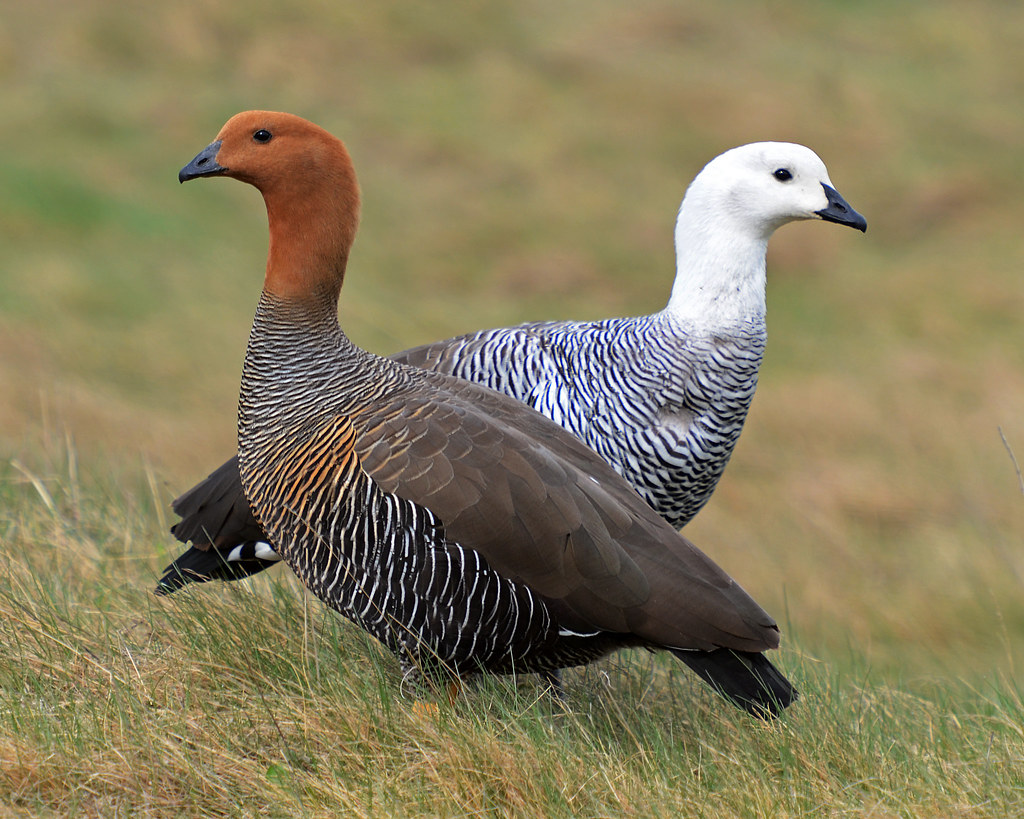 upland goose