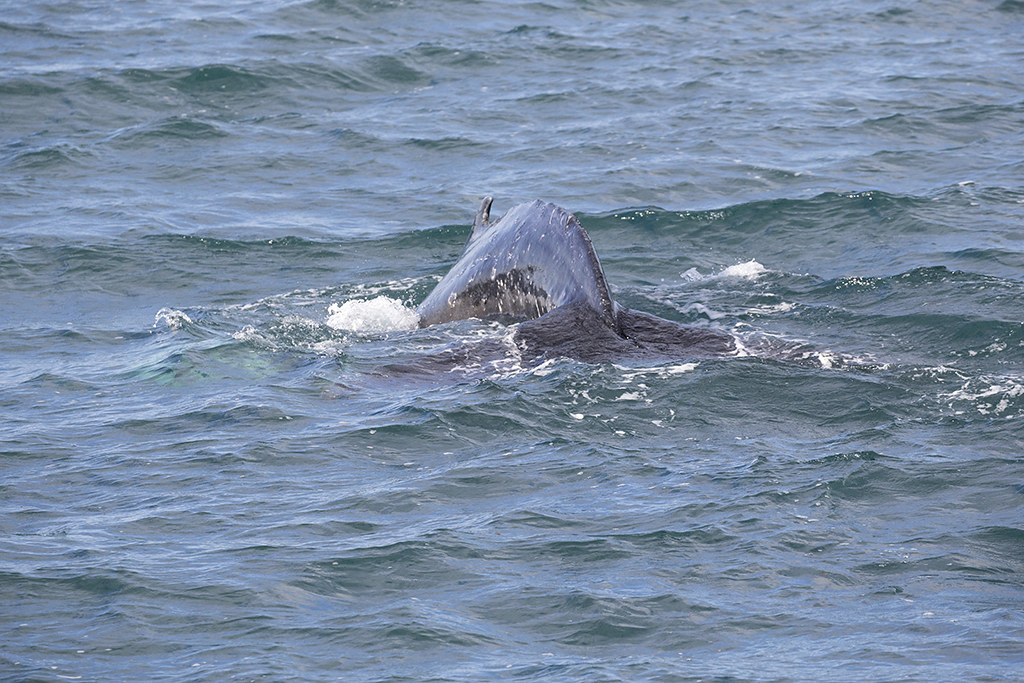 Humpback Whale     Iceland