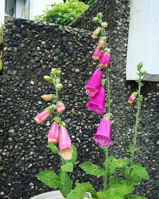 Foxglove. Good thing I didn't weed it out! 💕