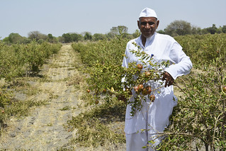 Vikram Patel at his fruit farm.