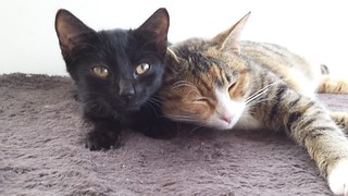 Beetle and Lucy need a home