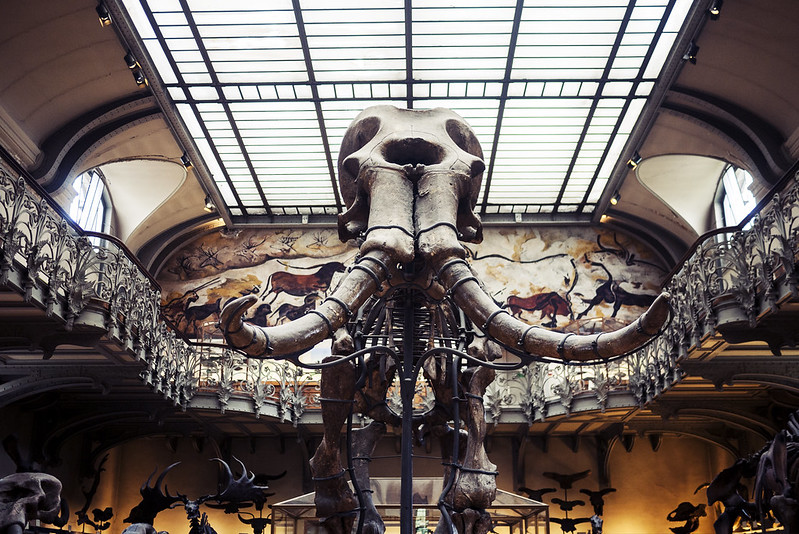 Galeries d'Anatomie comparée et de Paléontologie