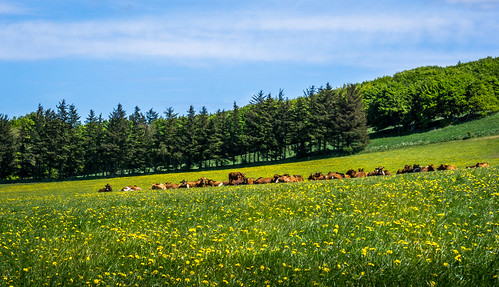 Cows and dandelions