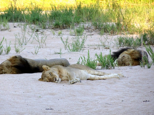 Lion Sands Safari Day 2- Sleeping Lions