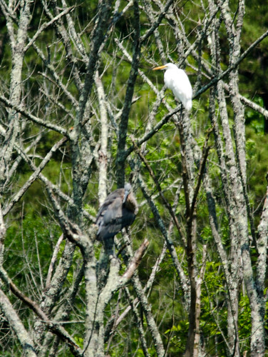 Egret and Heron