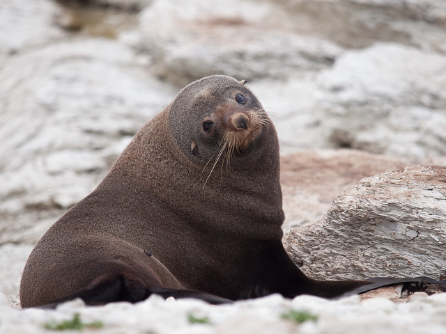 Fur Seals - Pelzrobben