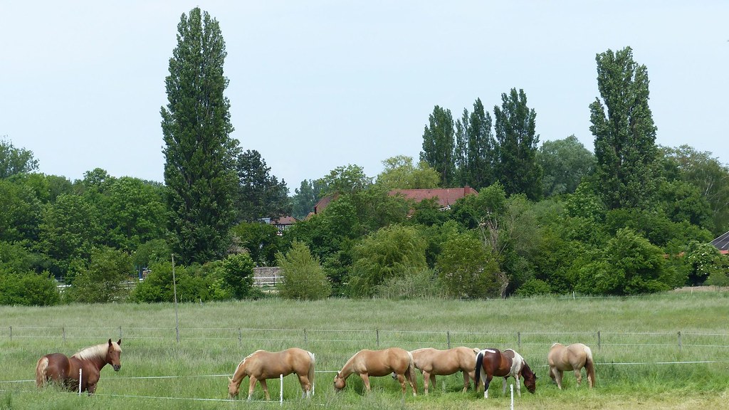 Pferde bei Köngernheim