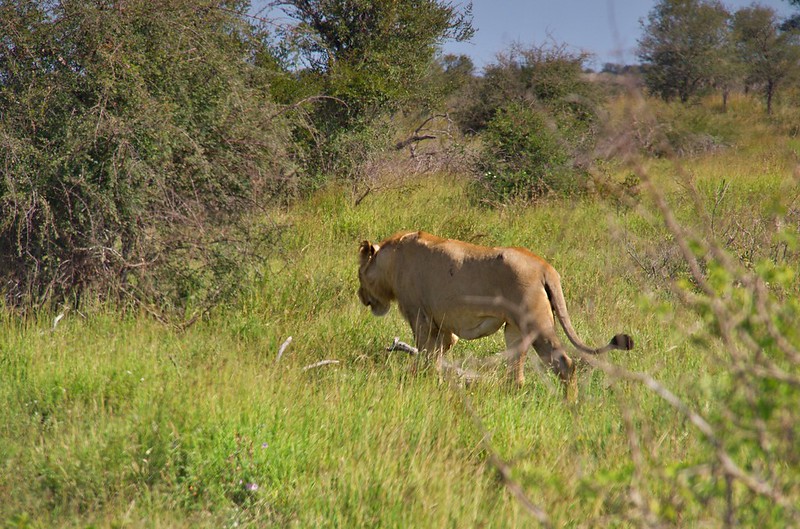KRUGER: Persiguiendo leones. Morning Walk en Satara y atardecer en Olifants - Por el norte de SUDÁFRICA. Montañas, playas, fauna y sus gentes (13)