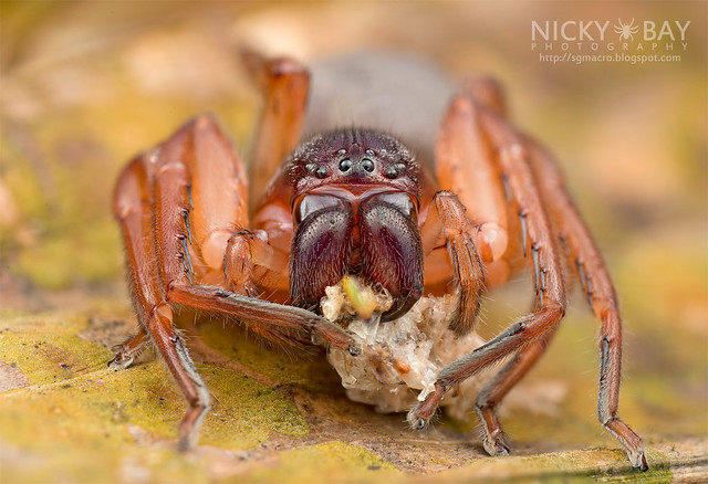 Huntsman Spider (Thelcticopis sp.) - DSC_4160