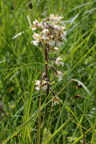 Marsh Hellebroine Epipactis palustris